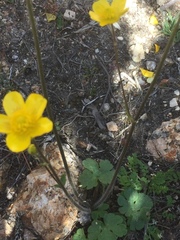 Ranunculus nigrescens