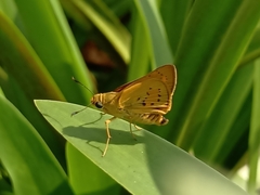 Cephrenes trichopepla