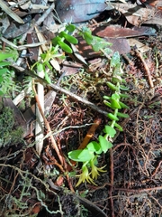 Angraecum triangulifolium image