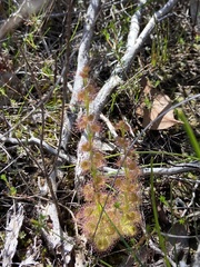 Drosera platypoda
