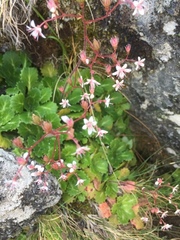 Saxifraga spathularis
