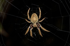 Hortophora