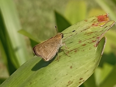 Pelopidas mathias