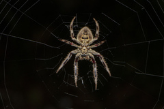 Hortophora