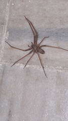 Loxosceles rufescens