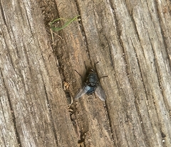 Calliphora vicina