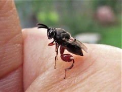 Brachymeria podagrica