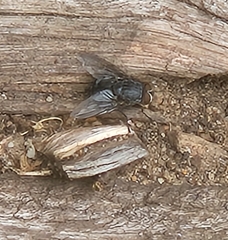 Calliphora vicina