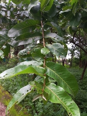 Terminalia arjuna
