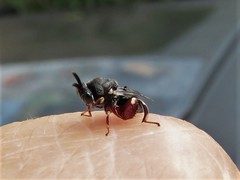 Brachymeria podagrica