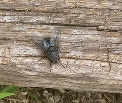Calliphora vicina