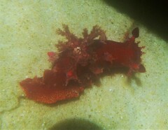 Plocamopherus imperialis