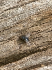 Calliphora vicina