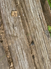 Calliphora vicina