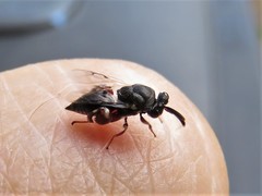 Brachymeria podagrica