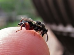 Brachymeria podagrica