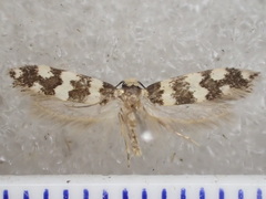 Pexicopia