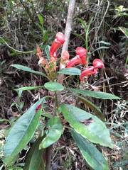 Impatiens humblotiana image