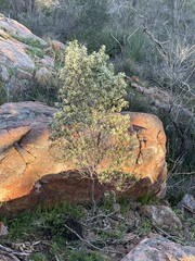 Spyridium spathulatum