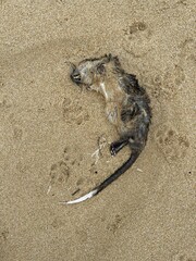 Hydromys chrysogaster