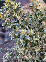 Spyridium spathulatum