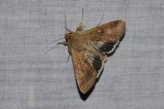 Helicoverpa punctigera