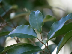 Mischocarpus pyriformis