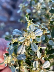 Spyridium spathulatum