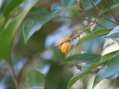 Mischocarpus pyriformis