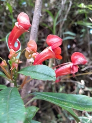 Impatiens humblotiana image