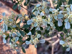 Spyridium spathulatum