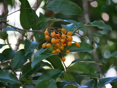 Mischocarpus pyriformis