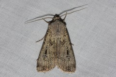 Agrotis infusa