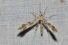 Trichoptilus ceramodes