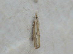 Agriphila trabeatellus
