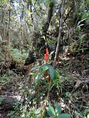 Impatiens humblotiana image