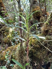 Angraecum chermezonii