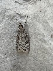 Eudonia truncicolella