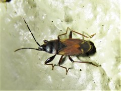 Eremocoris depressus