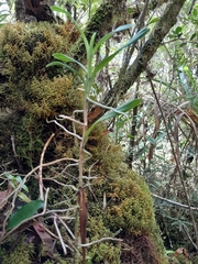 Angraecum chermezonii