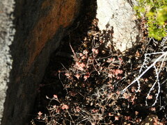 Sedum brevifolium
