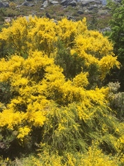 Genista cinerascens
