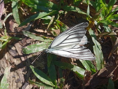 Delias hyparete