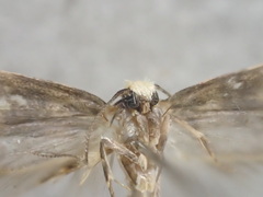 Pexicopia