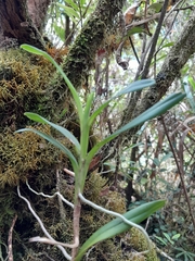 Angraecum chermezonii