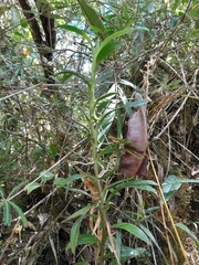 Angraecum chermezonii