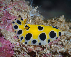 Phyllidia polkadotsa