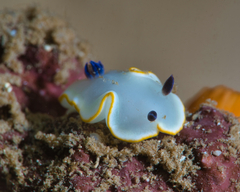 Ardeadoris scottjohnsoni