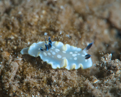 Ardeadoris tomsmithi