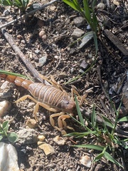 Parabuthus granulatus